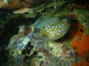 伊勢えびリベンジ成功！！