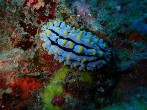 伊勢えびリベンジ成功！！