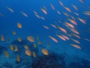 伊勢えびリベンジ成功！！