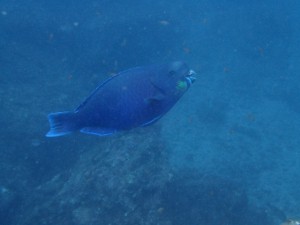 串本に大物が！！(ホントに大物です！)