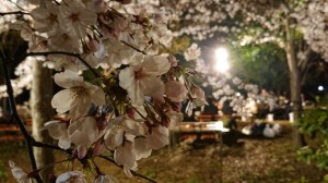 春爛漫！夜桜お花見会は盛り上がりを見せました！！