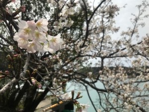 これが串本の春！